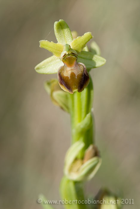 Ophyris sphegodes